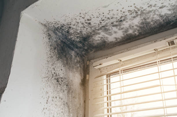 Affordable Black Mold Remediation solutions in Mine Hill, NJ